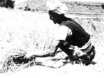 Rural farmer near Sanaa (old CIA photo)